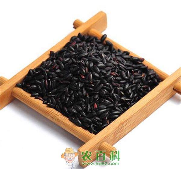 黑米 如何防治黑米紫鞘病