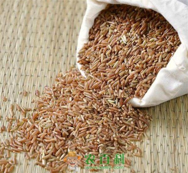 红米种植 红米种植技术之大田管理技术