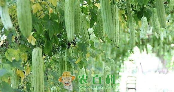 成功培育苦瓜新品种