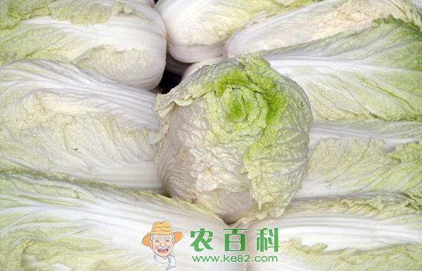 白菜 大白菜生长期巧施肥