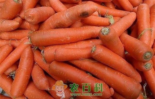 胡萝卜 市场胃口小 胡萝卜“躺”地头