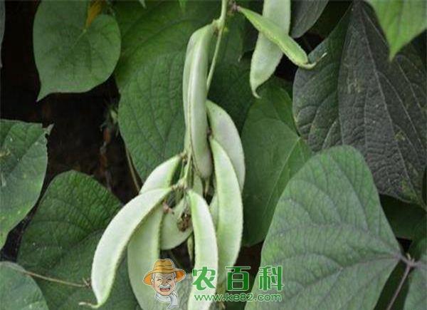 扁豆花叶病毒