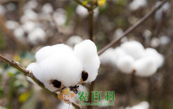 棉花 3个棉花品种在巴盟磴口试种成功