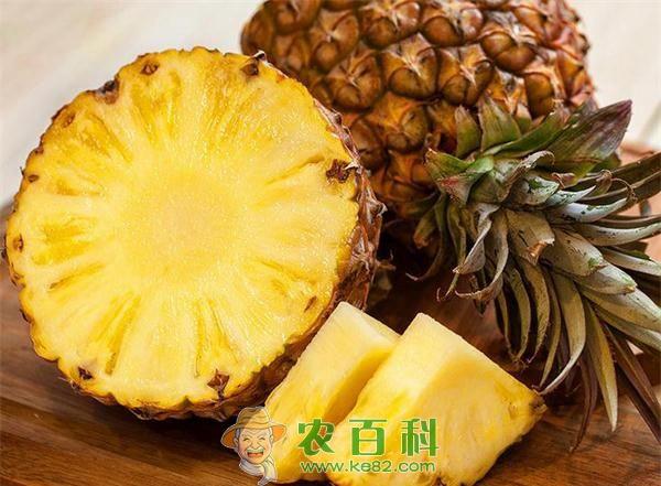 医检师兼职翻转地瓜田改种凤梨 土客网网 医检师兼职翻转地瓜田改种凤梨