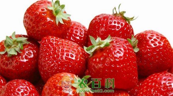 草莓 淮南田家庵区曹庵中国草莓第一镇