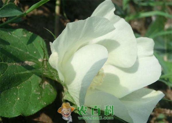 棉花 棉花伏桃少补秋桃