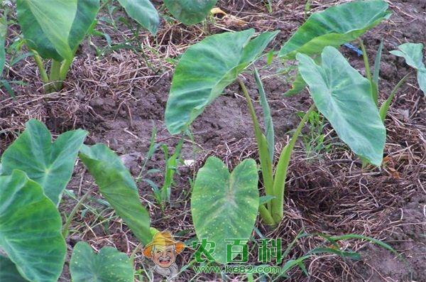 芋头 有关芋头的贮藏方法要点