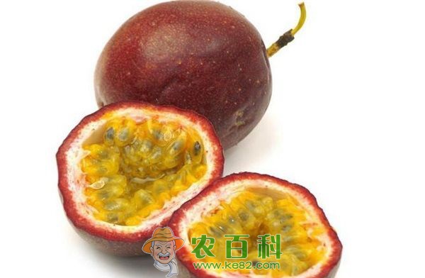 种植百香果 走上致富路 土客网网 种植百香果 走上致富路