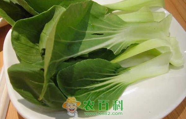 油菜 多吃油菜的好处