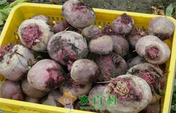 甜菜--土客网网 喝甜菜根汁液可快速提升精力增加耐力