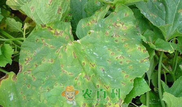 白兰瓜叶枯病的发生与防治