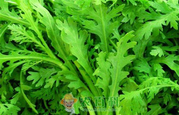 大叶茼蒿种植技术