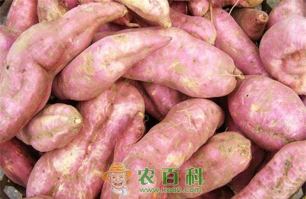 如何防治红薯畸形