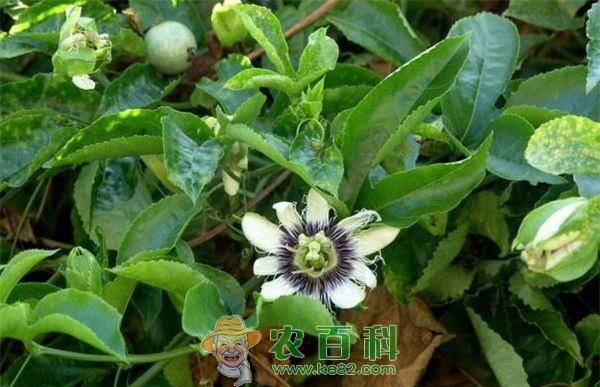 百香果花叶病毒病的防治 百香果花叶病毒病的防治
