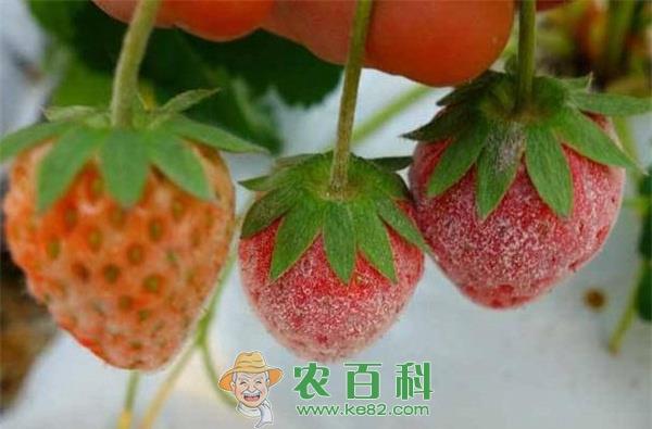 草莓白粉病有哪些防治药剂 草莓白粉病有哪些防治药剂