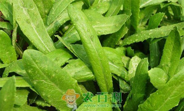 油麦菜 油麦菜新品种“板叶香油麦”