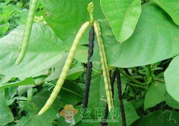 绿豆主要病虫害综合防治技术 土客网网 绿豆主要病虫害综合防治技术