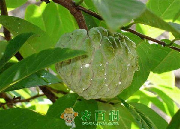 番石榴果农体验采摘乐趣