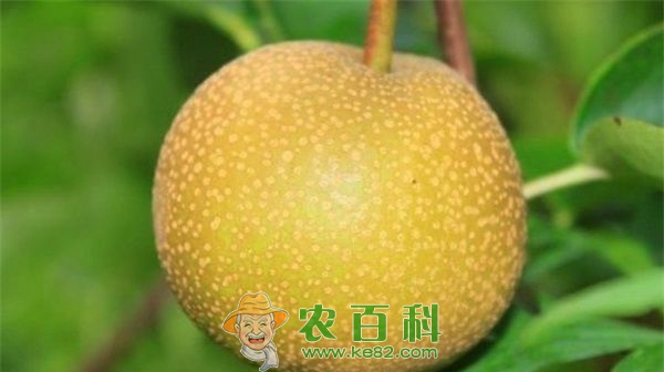 梨 梨黄粉蚜的防治措施