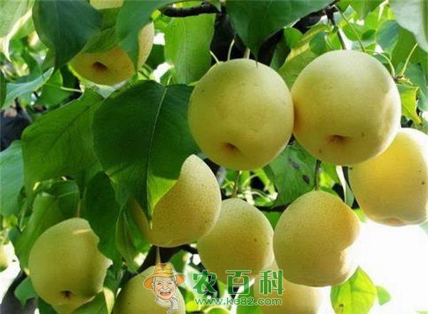 梨 返乡种梨大学生促农致富