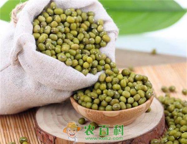 绿豆 四大方法防绿豆虫蛀