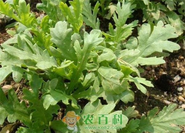 日常饮食养生：多吃茼蒿 有润肺清血的功效