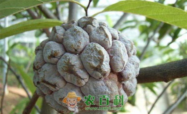 粗鳞番荔枝和细鳞番荔枝的区别