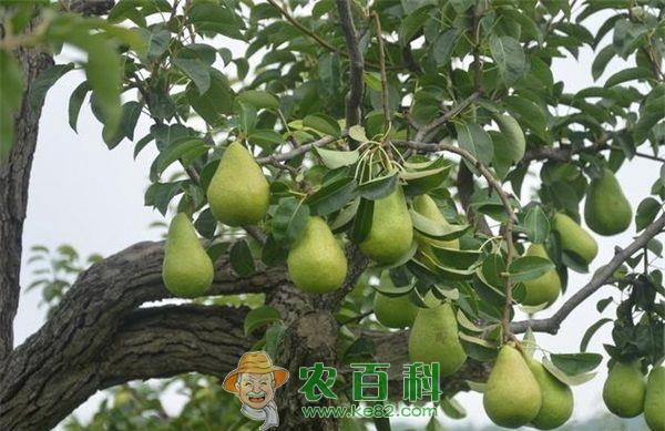 梨 返乡种梨大学生促农致富