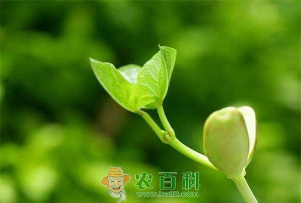 早春蚕豆芽的培育 早春蚕豆芽的培育