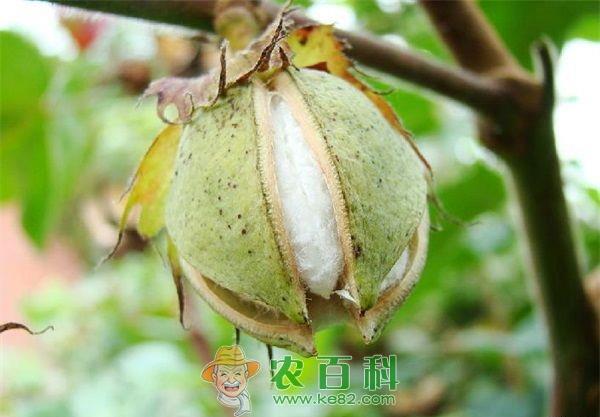 如何去除棉花种子的短绒毛