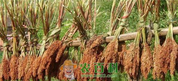 高粱 高粱靶斑病的防治方及症状表现