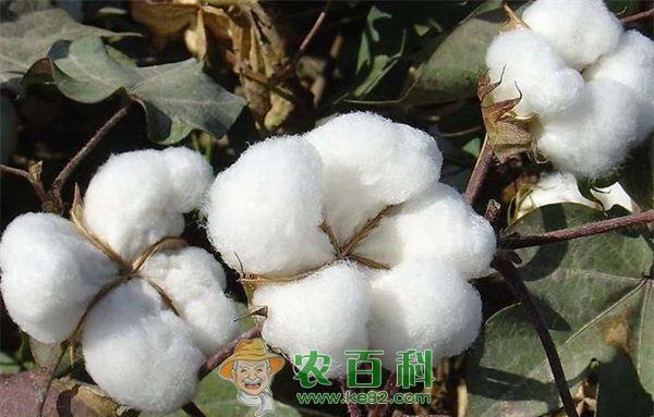 棉花 棉花苗床要预防“五害”、“三苗”