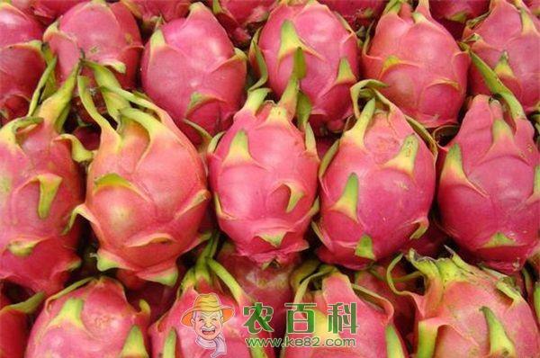 火龙果的扦插育苗