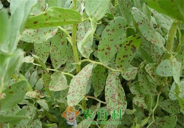 蚕豆赤斑病--土客网网 蚕豆病虫害防治