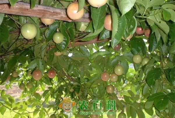 百香果种植让贫困户脱贫致富 土客网网 百香果种植让贫困户脱贫致富
