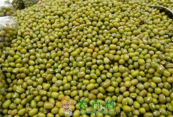 绿豆夏直播技术