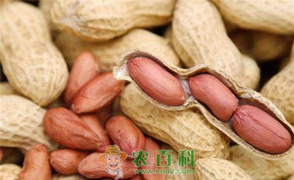 花生 秋花生的栽培措施