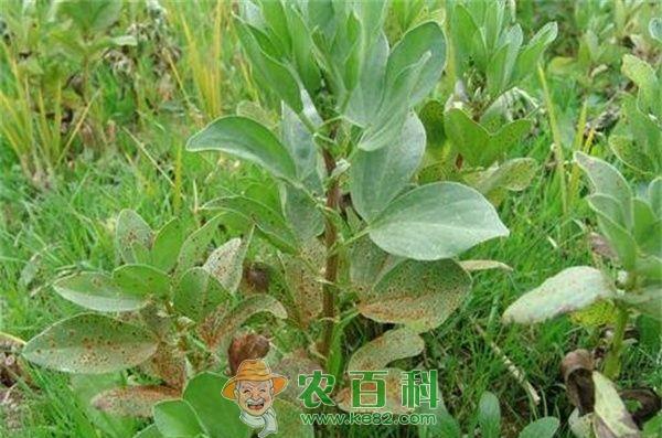 蚕豆锈病--土客网网 蚕豆病虫害防治