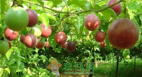 百香果 百香果的养护与病虫害防治