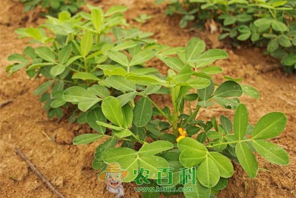 花生苗期管理 花生苗期管理