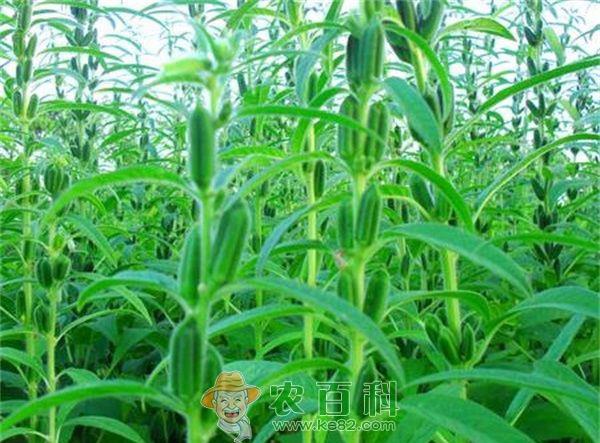 芝麻种植技术 芝麻种植技术之花叶病防治