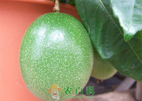 百香果种植让贫困户脱贫致富 土客网网 百香果种植让贫困户脱贫致富