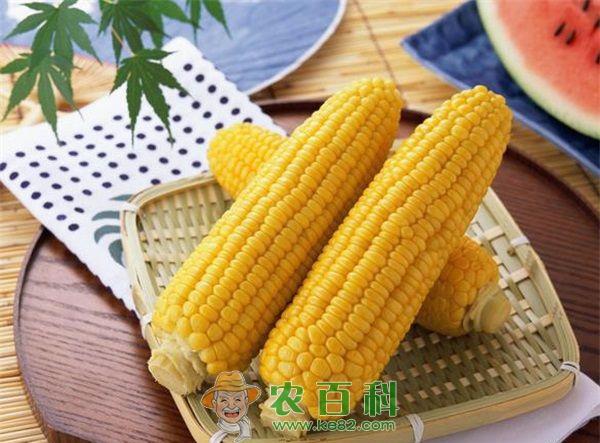 玉米主要虫害的种类、危害习性及防治技术