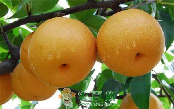 梨 虚火性肥胖喝冰糖梨子水