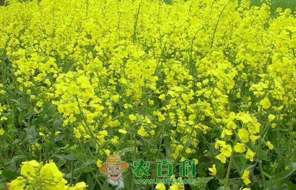 油菜田头“开处方”