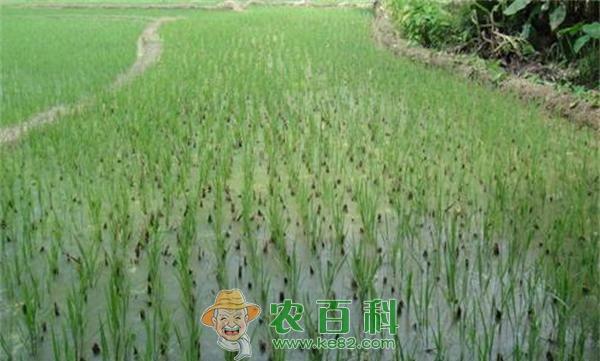 水稻简化种植技术