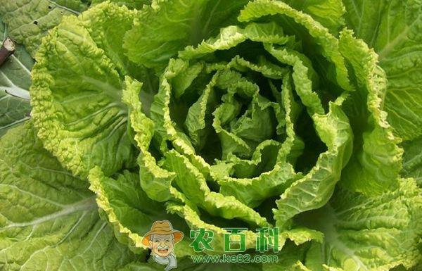 白菜白锈病的防治方法