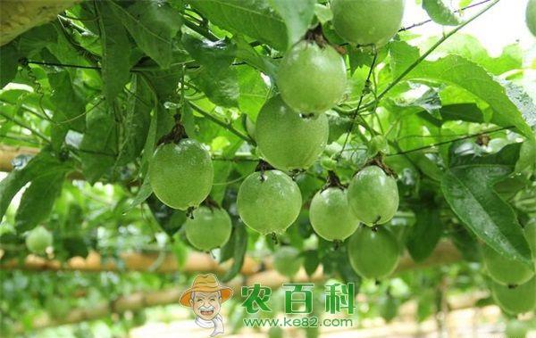 百香果 北海百香果产业做大做强