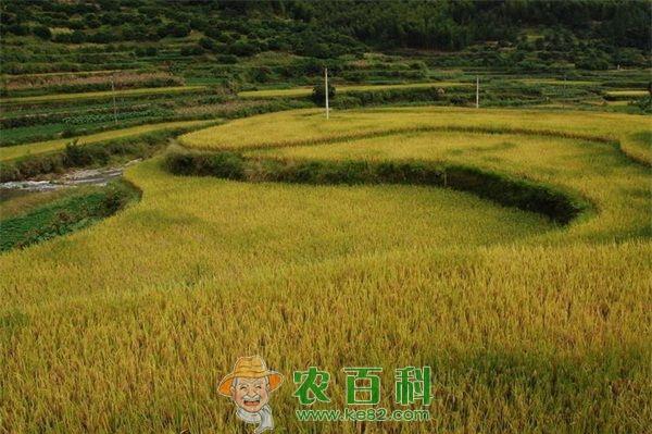 持续降雨导致水稻白叶枯病在局部地区流行