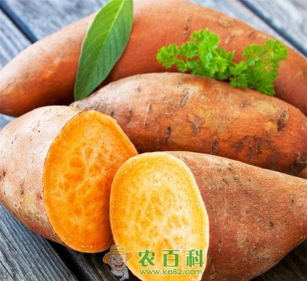 吃红薯有助于缓解便秘